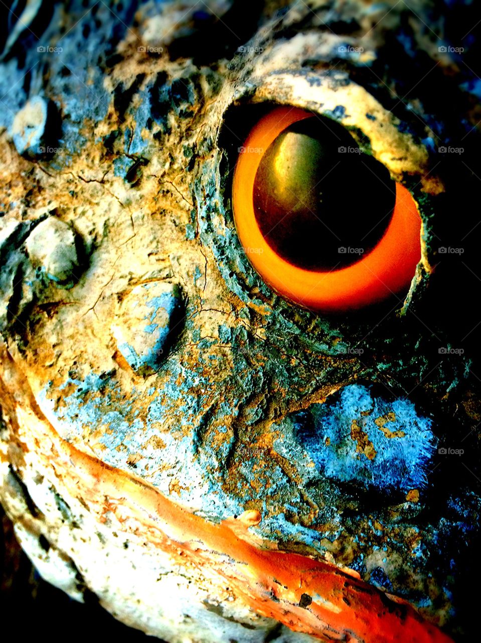 Frog eyes 