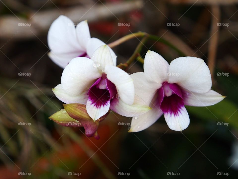 White orchid flowers