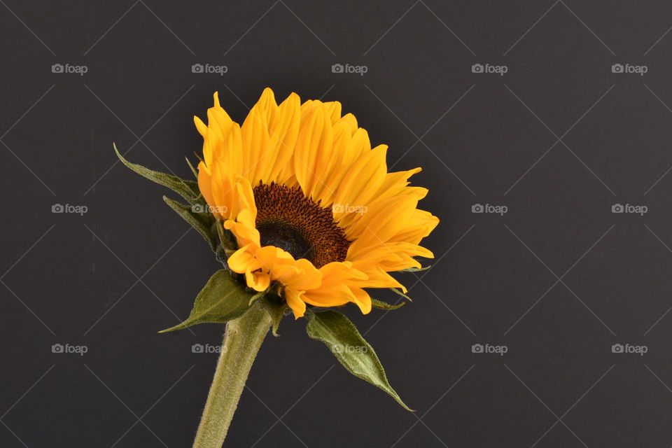 A single sunflower 