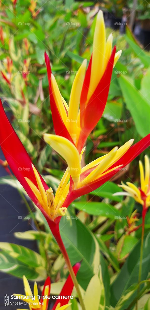 combination  signature in colour