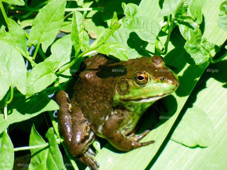 Cute frog at the pond. 