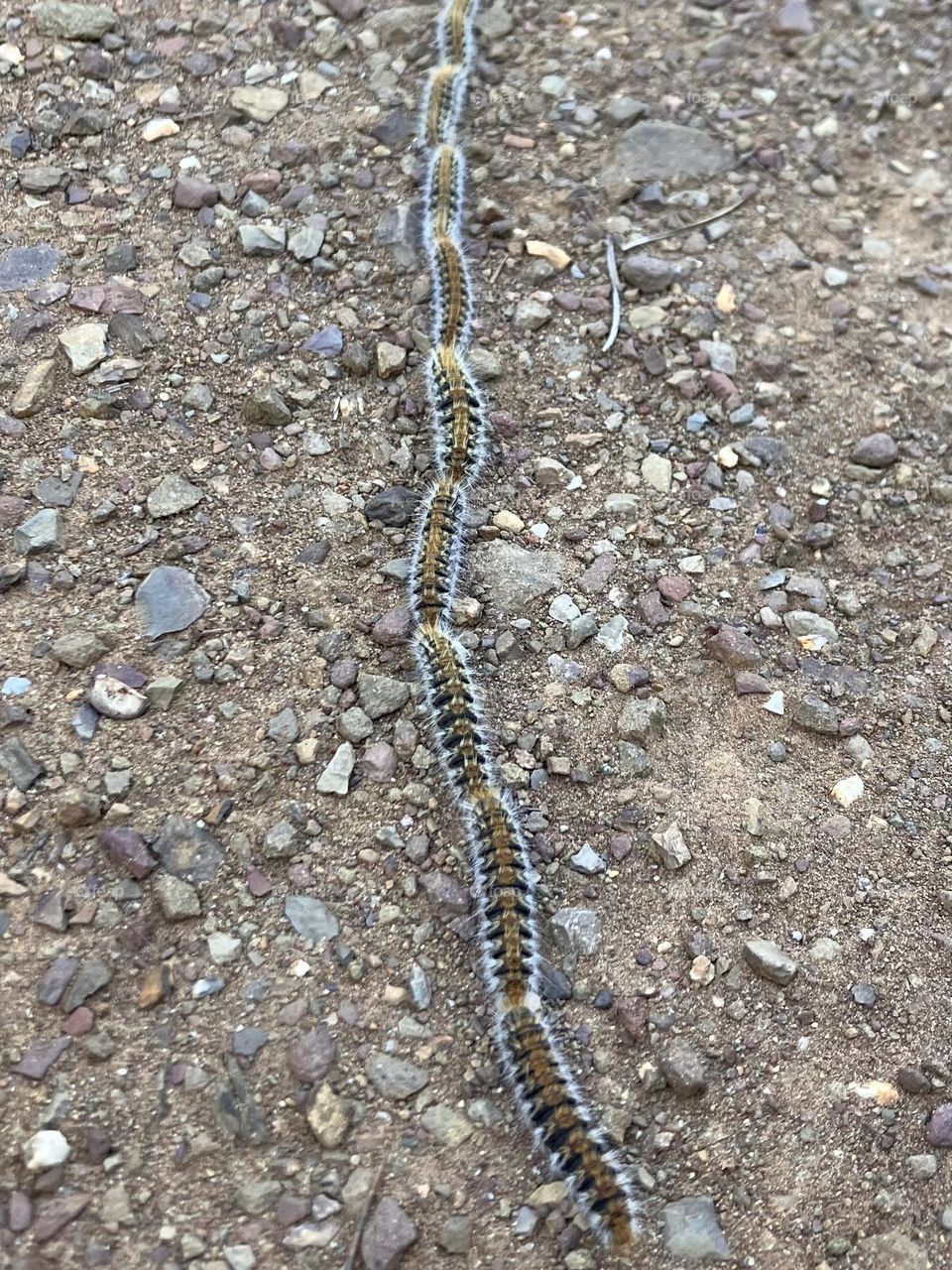 Caterpillars moving in procession