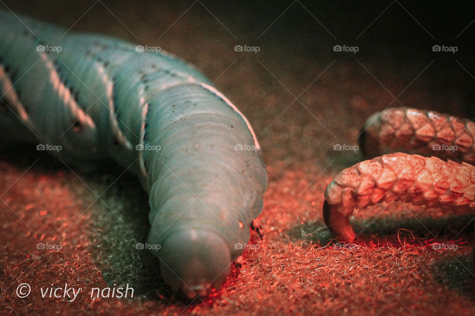 This unsuspecting pale blue-green hornworm is food for my Bearded Dragon. The dragon’s scaly toes with sharp claws are ominously close & soon after this shot the Dragon  captured the worm with his tongue & gobbled him up. Hey, everybody’s got to eat!