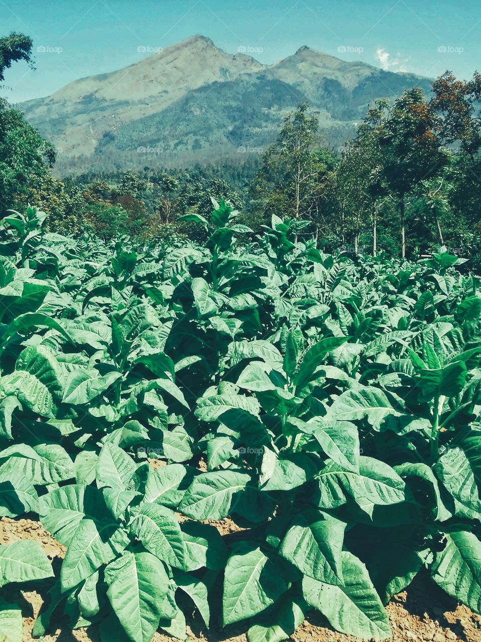 agriculture nature tobacco