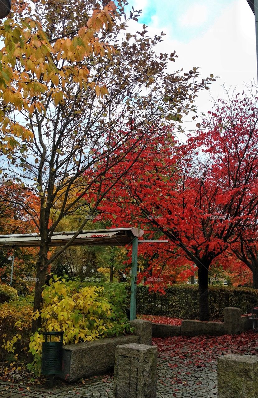 sweden colors trees leaves by lemonique