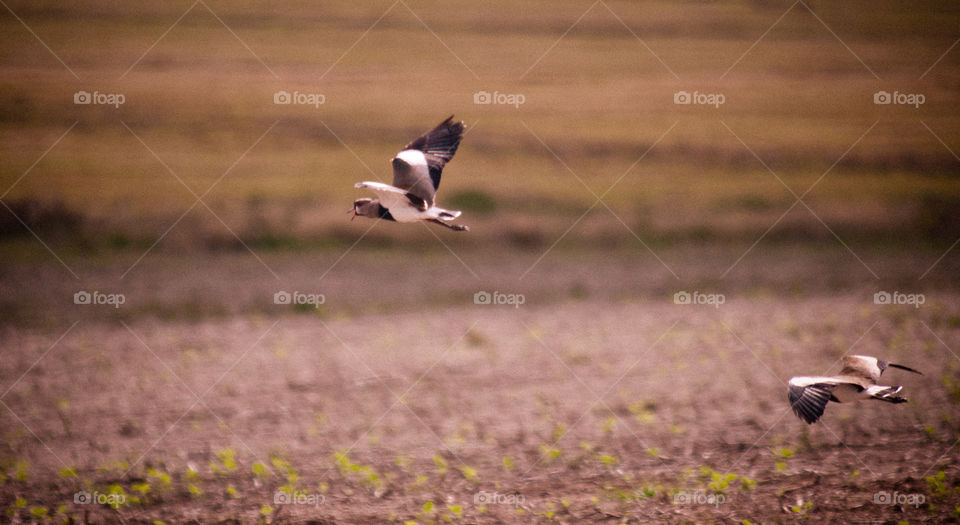 Rio Grande do Sul, Brazil