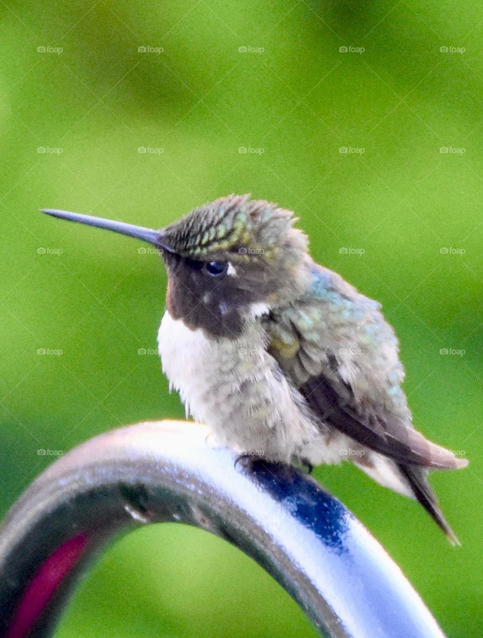 Young hummingbird with it’s feathers ruffled 