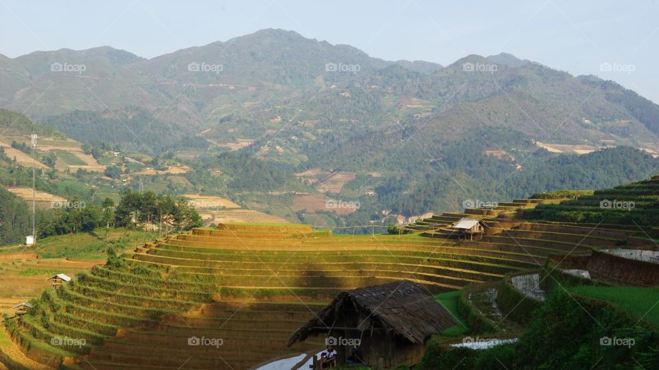 Terraces fields, MU CANG CHAI district, YEN BAI province, Viet Nam