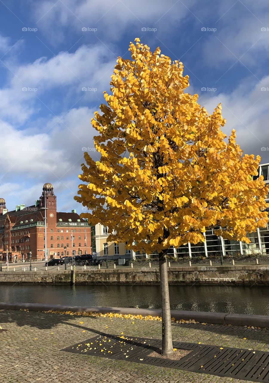Autumn tree in the city, yellow leafs