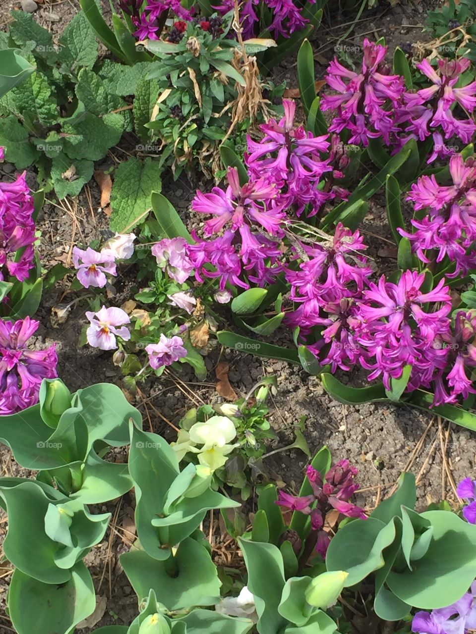 Purple Flowers, Periwinkle, Lavender, Plants, Beautiful Garden
