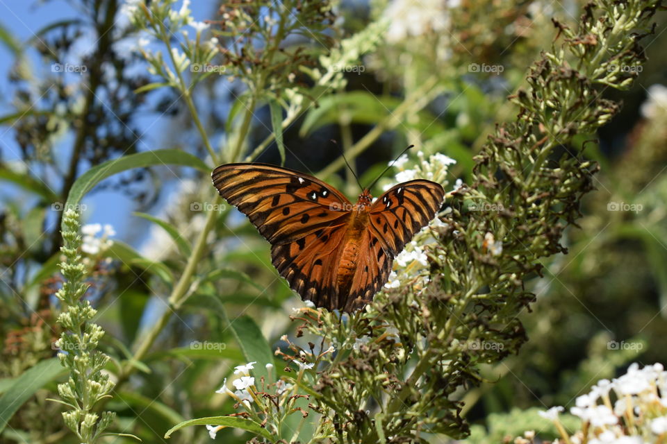 gulf fritillary butterfly