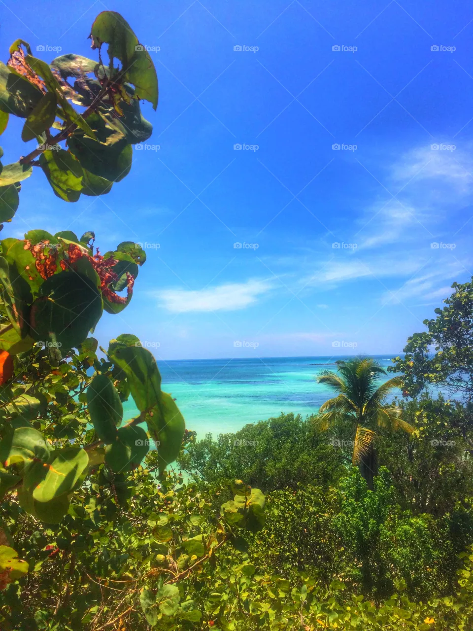 Summer, Nature, Sky, Tree, Tropical