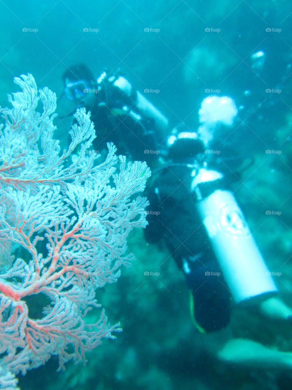 coral underwater and diving