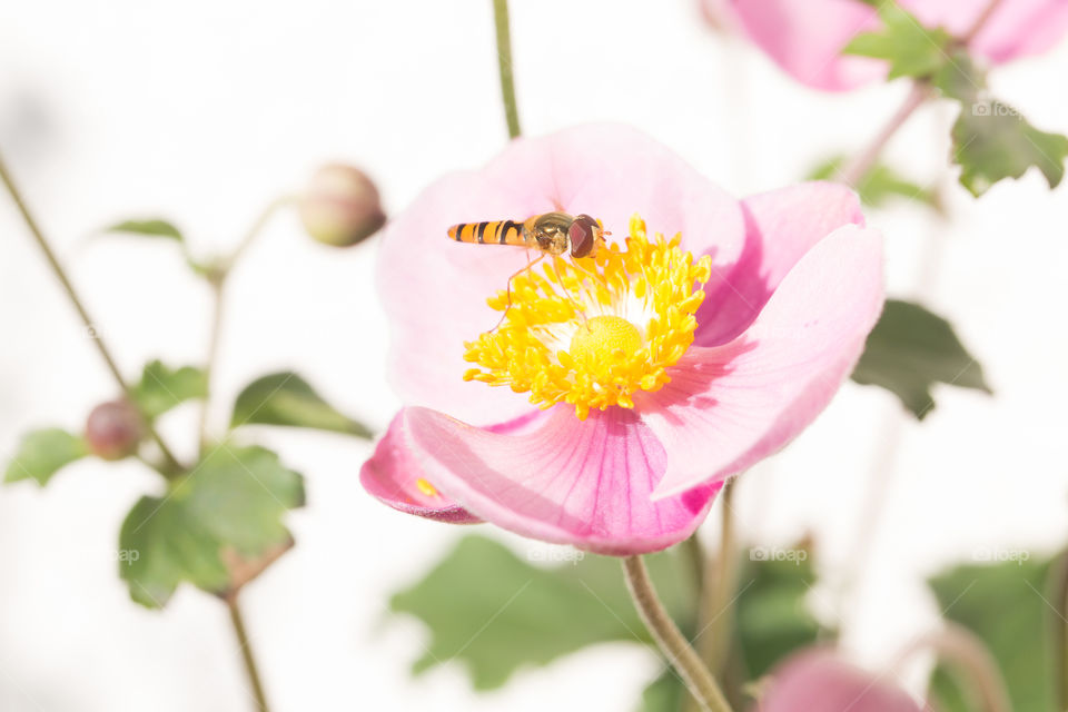 Bee pollinator on beautiful pink flower in bright sunshine 