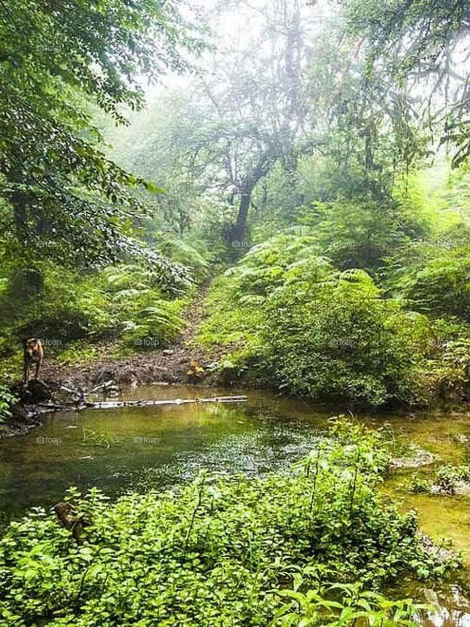 This beautiful forest is a heritage of 50 million years old. It is located on one side of the sea and on the other side of the mountain, and as a result, it has a pleasant and moderate climate. The beauty and greenery of the forest will remind you of