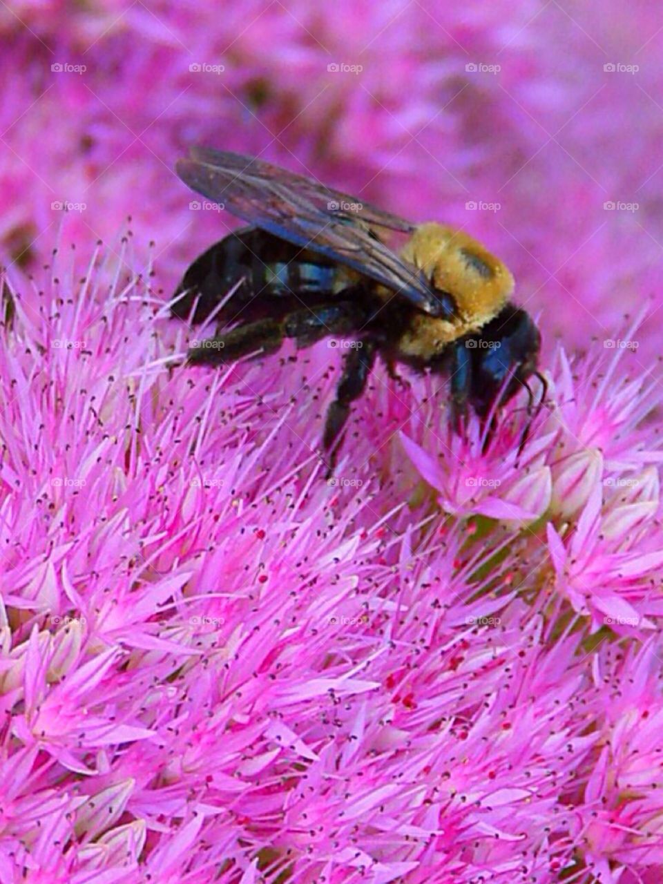 Extreme close up of a bee on flower