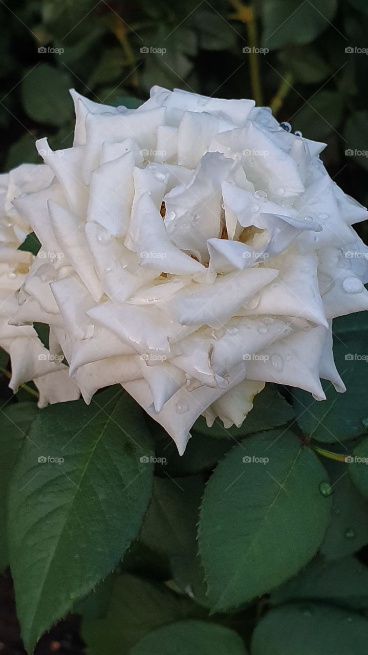 white rose after the rain closeup
