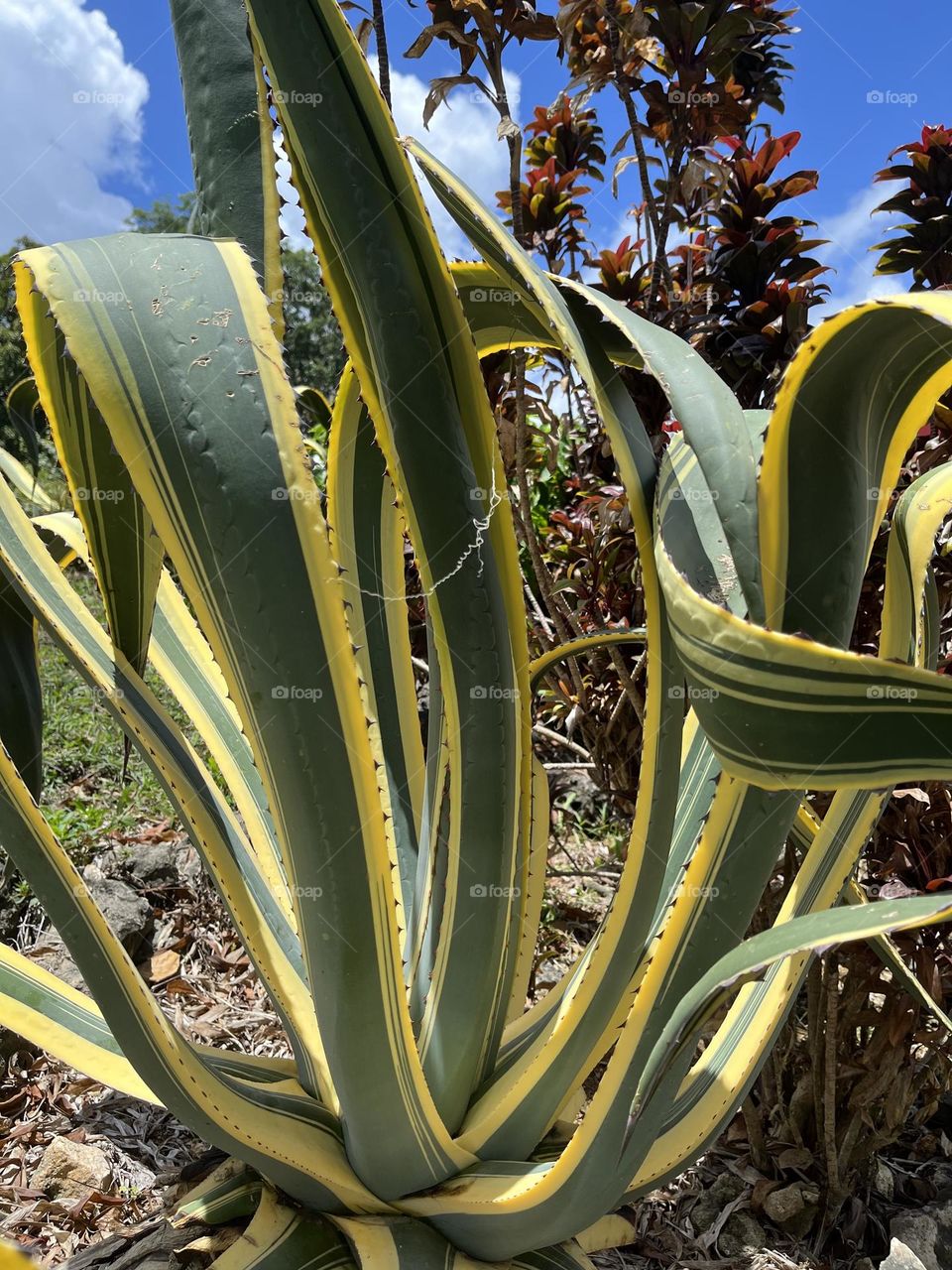 Close-up of aloe leaves in a natural environment