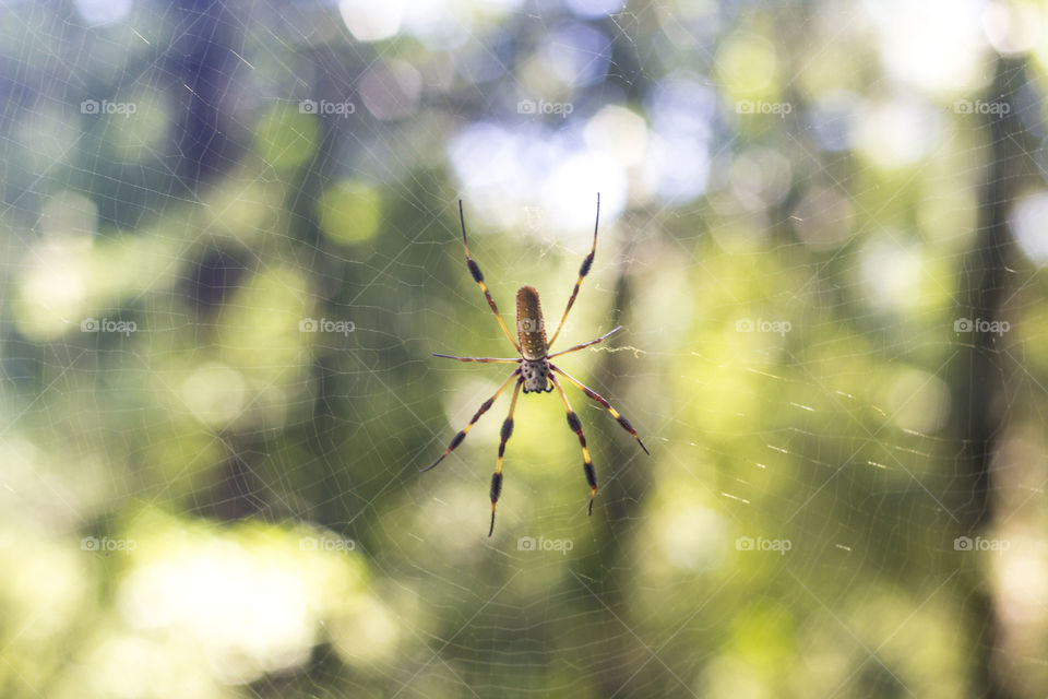 banana spider. a small banana spider in Florida