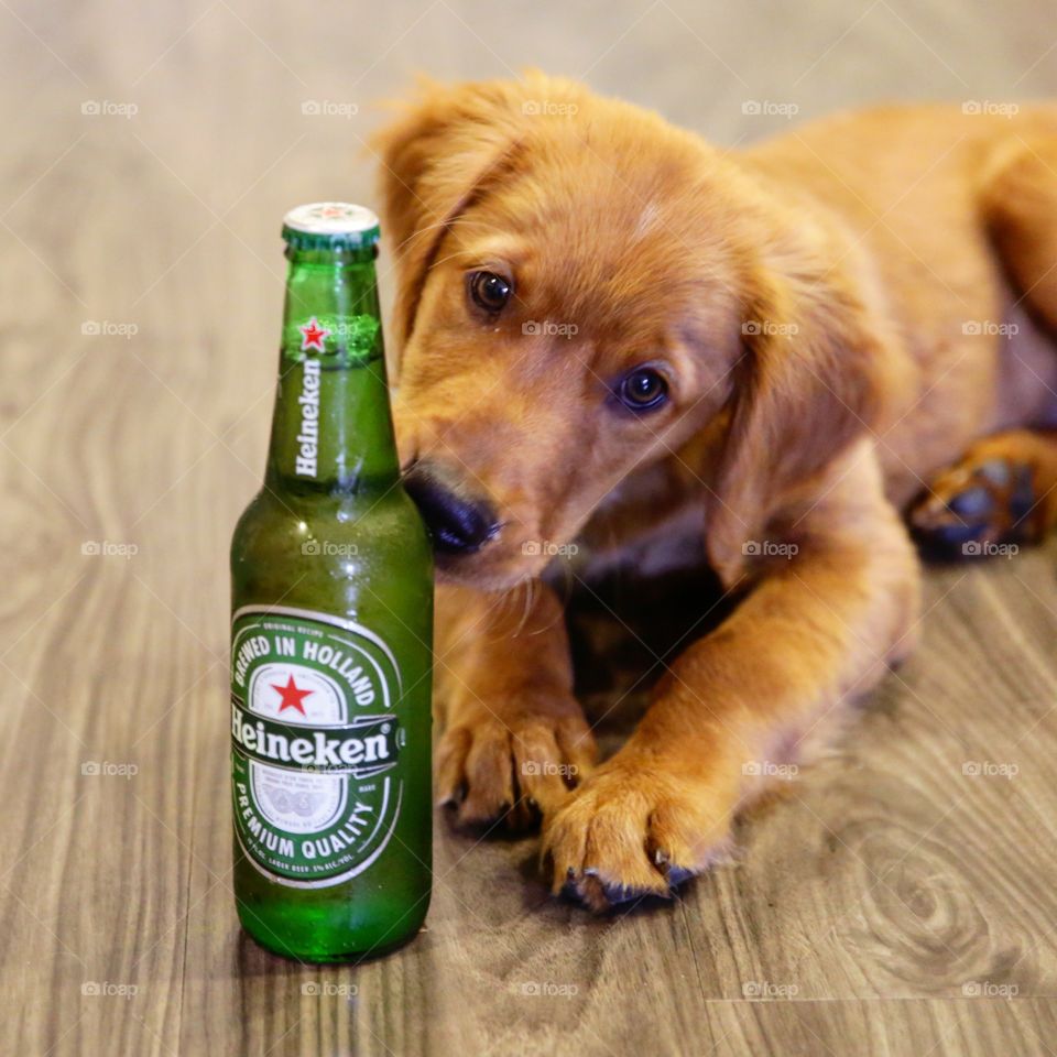 Heineken puppy