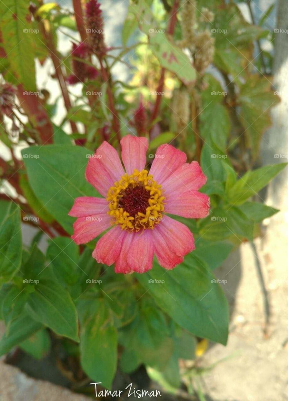 pink Flower