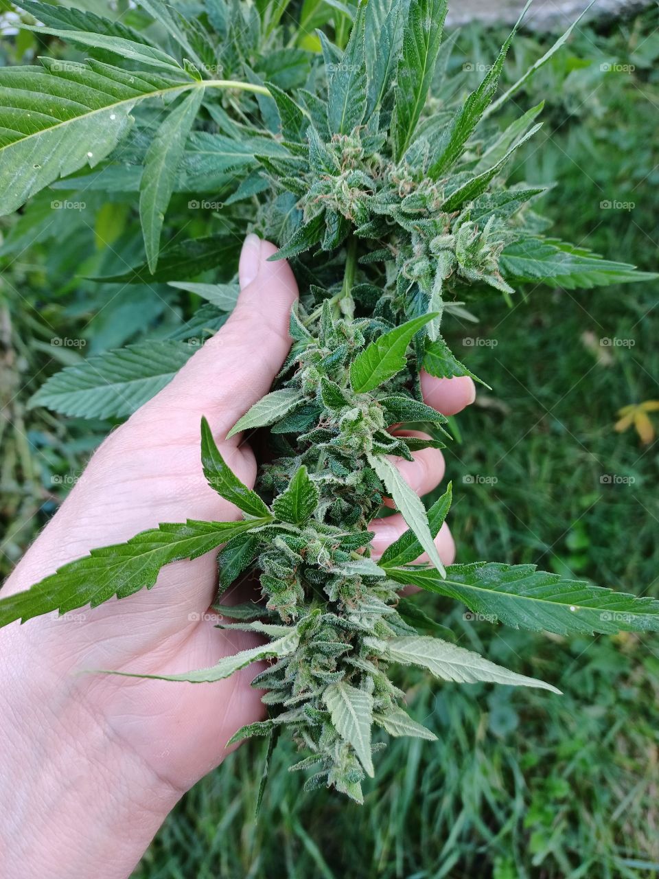Seedy marijuana