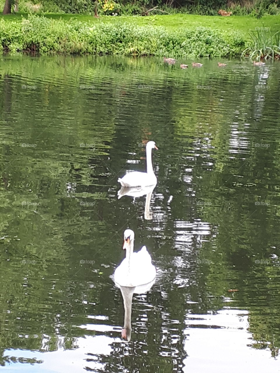 Peaceful Swans