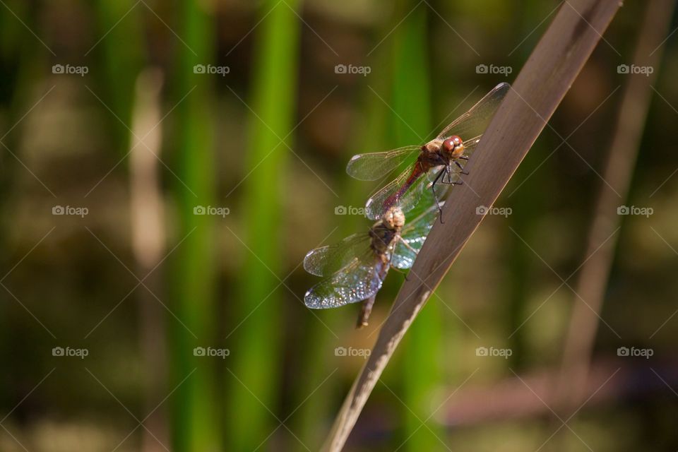 Close-up of dragonfly on leaf