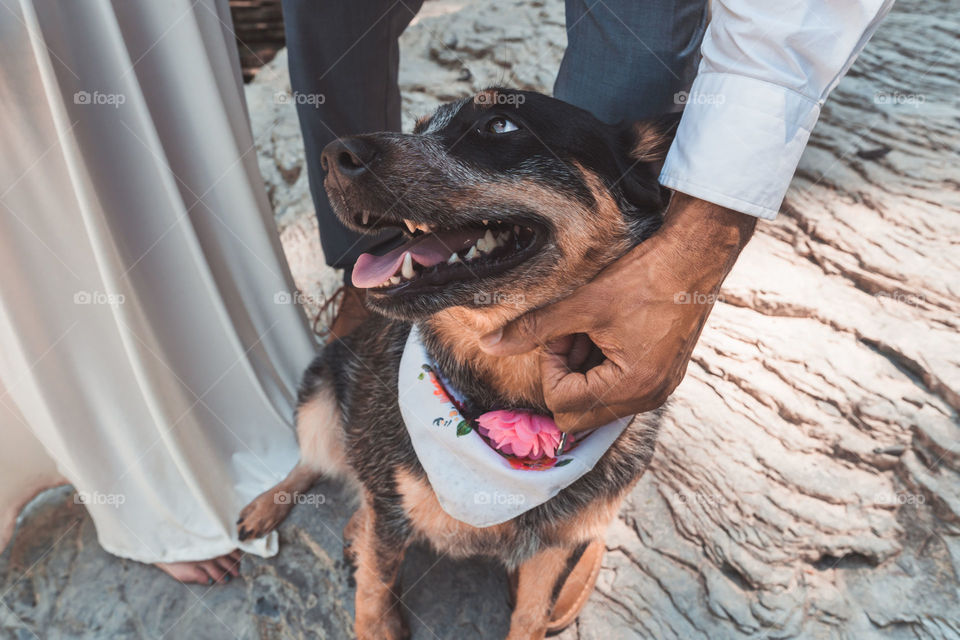 A owner leans down to pet his very happy dog 