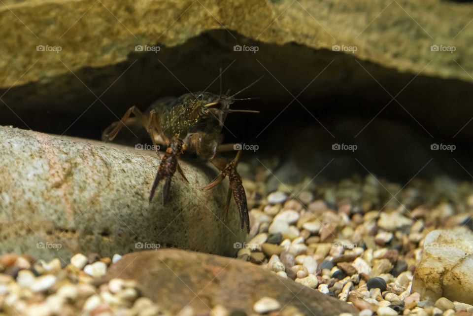 Crayfish