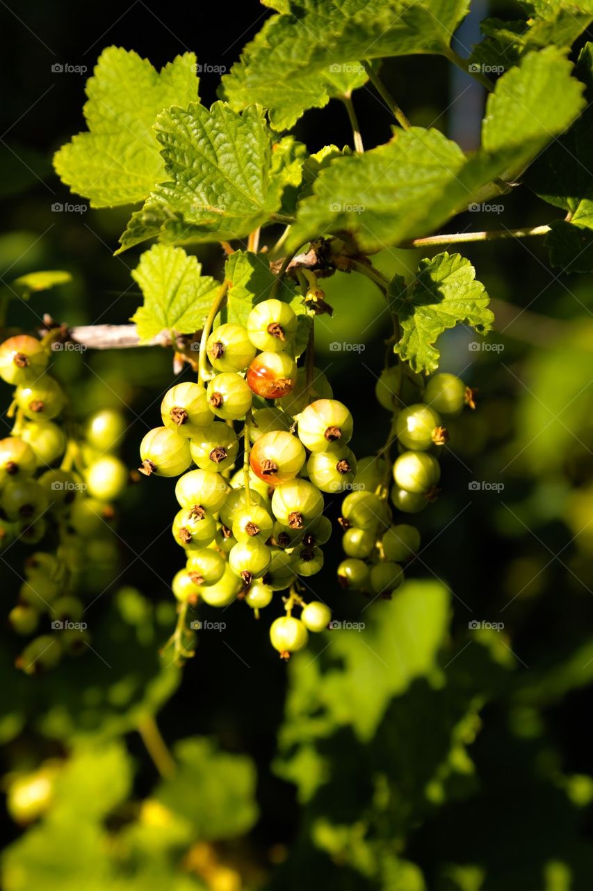 Close-up of fruit on tree