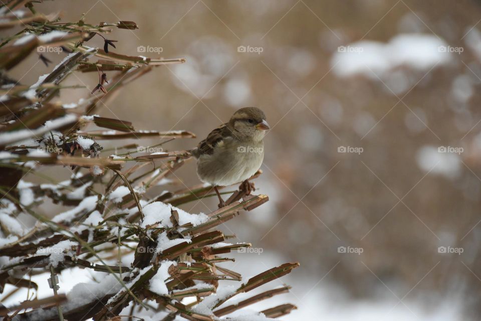 Camouflaged House Sparrow 