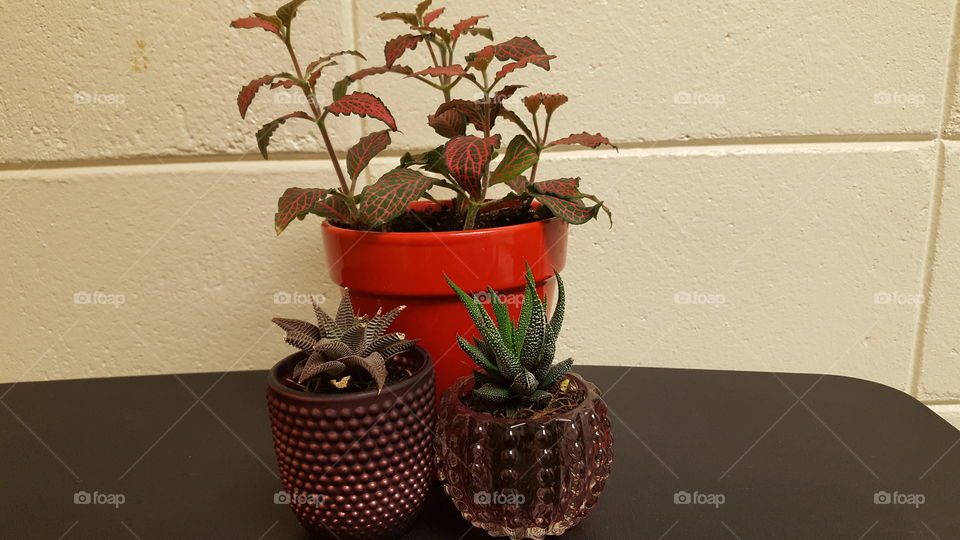 Three Plants Together