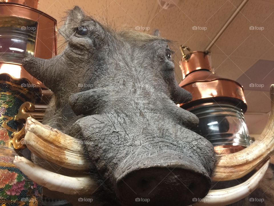 Boar Head