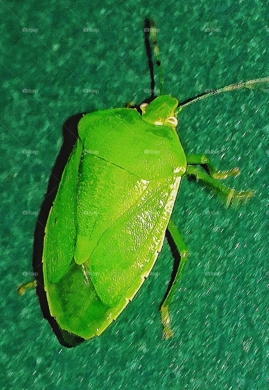 green stink bug