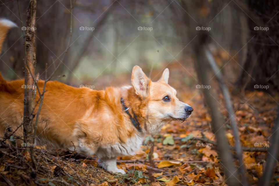 Welsh corgi pembroke in autumn park. 