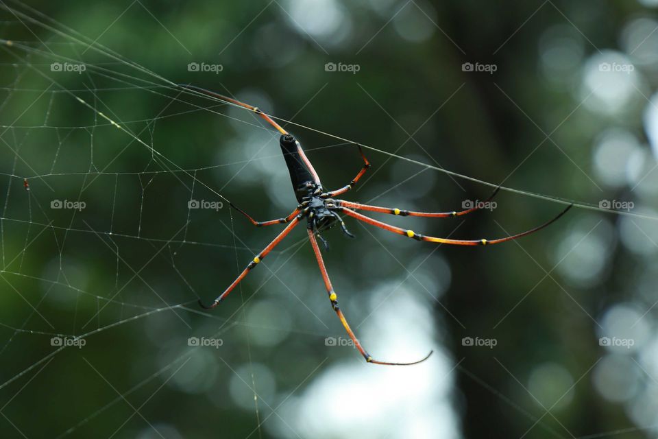 Spider
