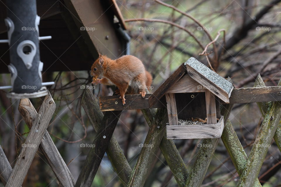 squirrel in my garden