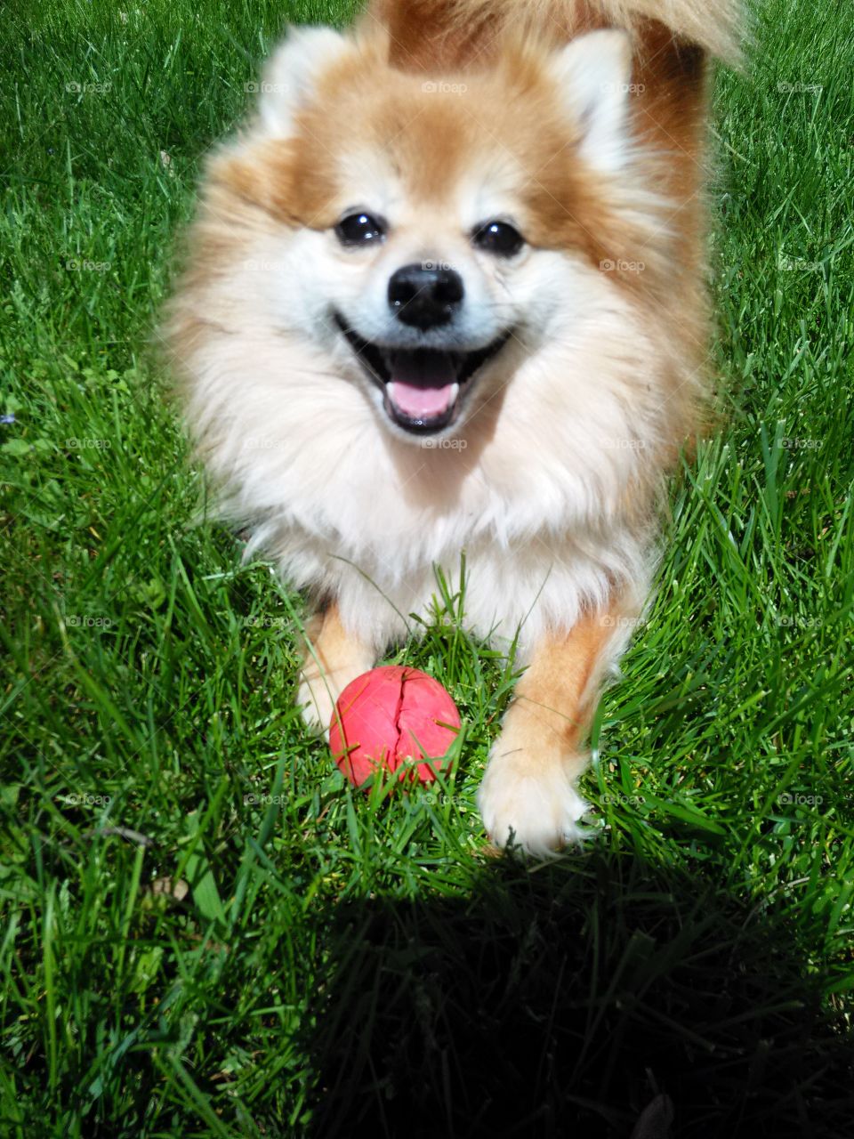 happy dog. my pom, very Happy