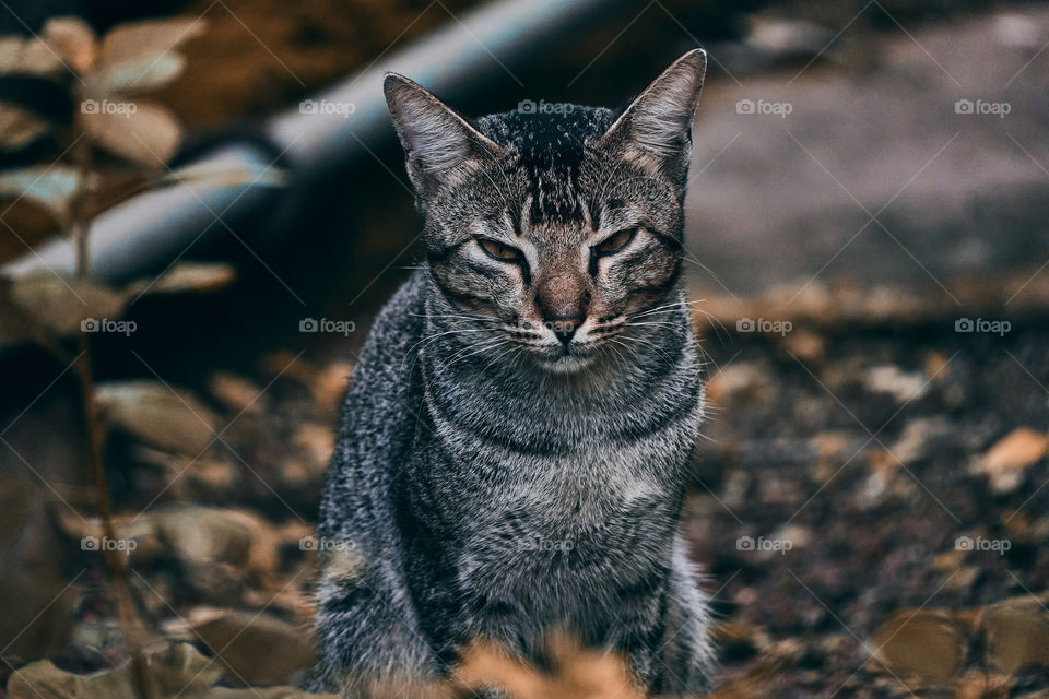 Domestic cat  - Egyptian mau cat