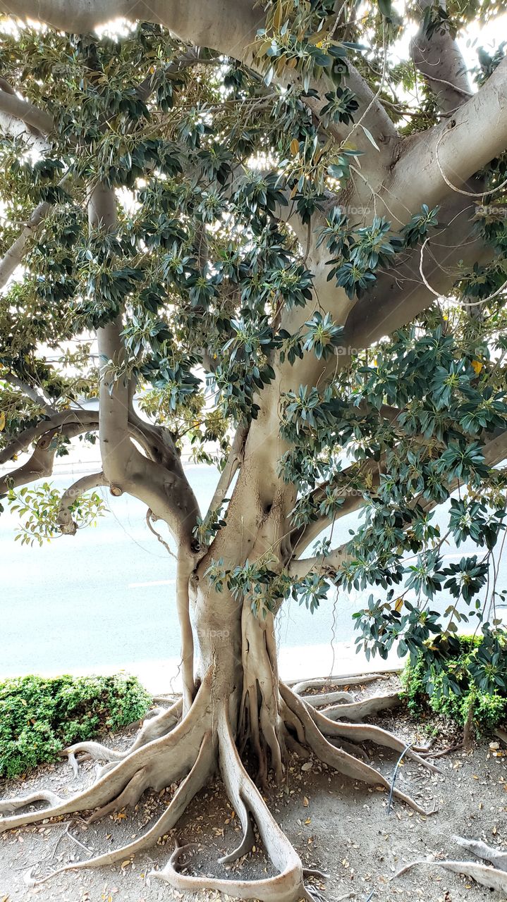Beautiful Giant Ficus in Alicante Spain