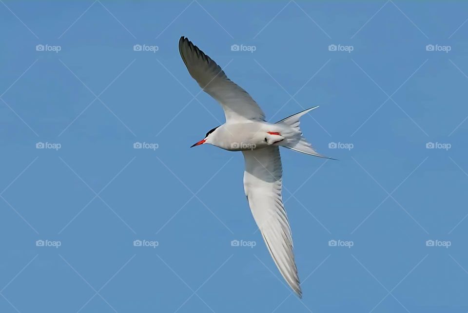 Close up on a Common Tern in full flight motion over the Gâvres sea under a bright blue sky