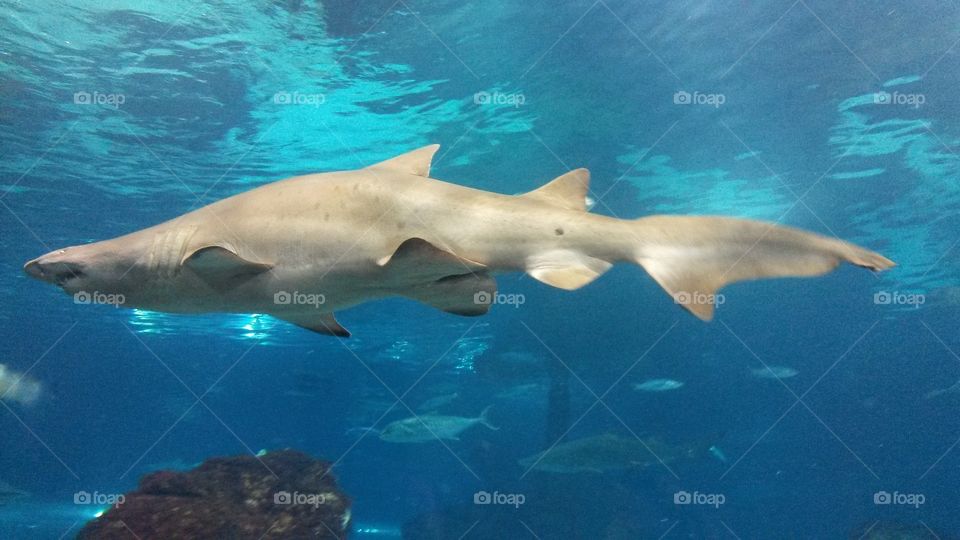 Shark in the aquarium in Barcelona, Spain.