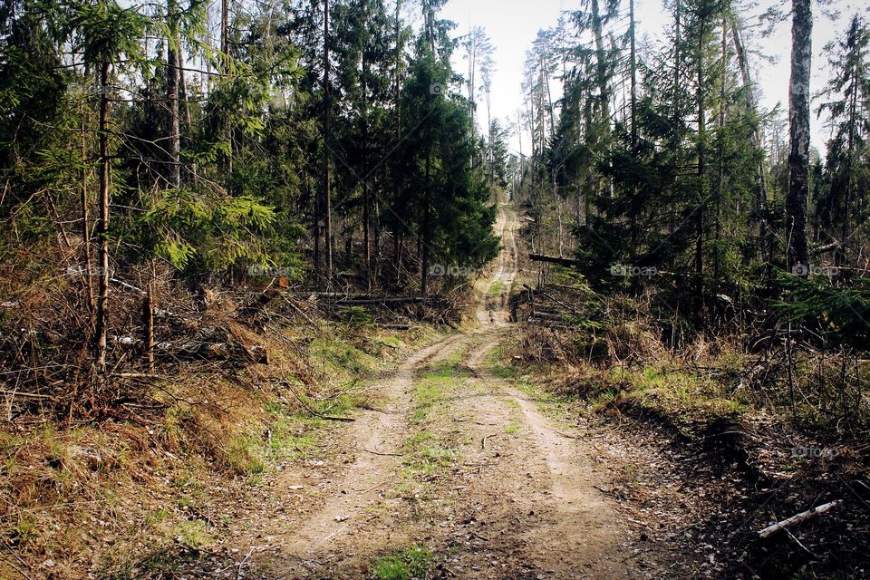 Forest path