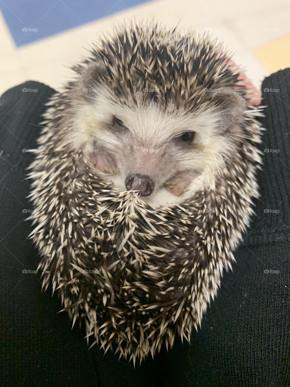 Hedgehog 