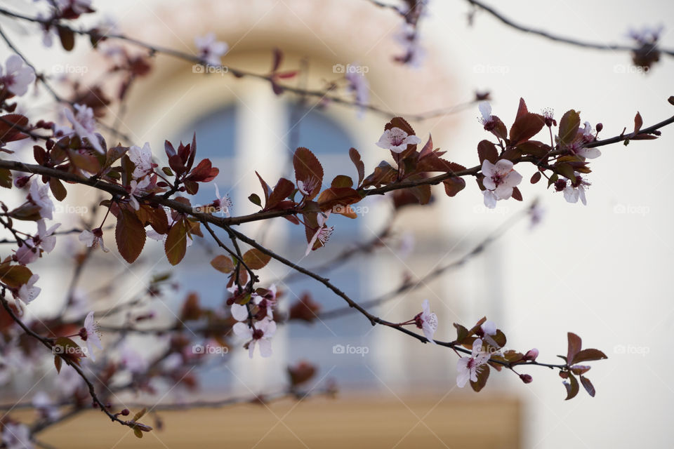 Early Spring in the City