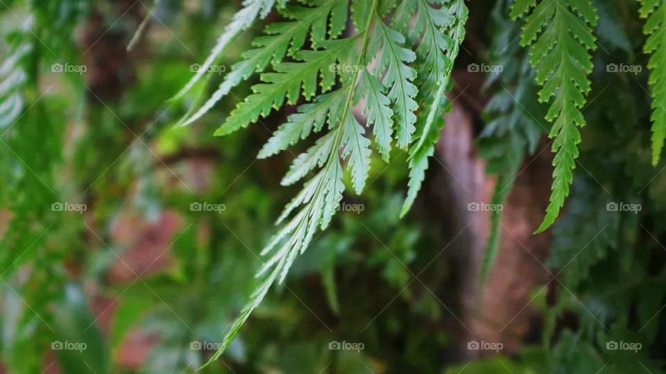 portrait of a plant