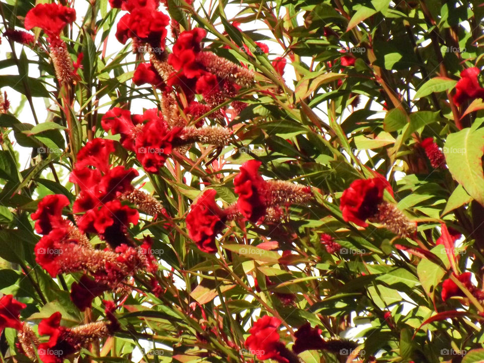 Beautiful red flowers found in nature.