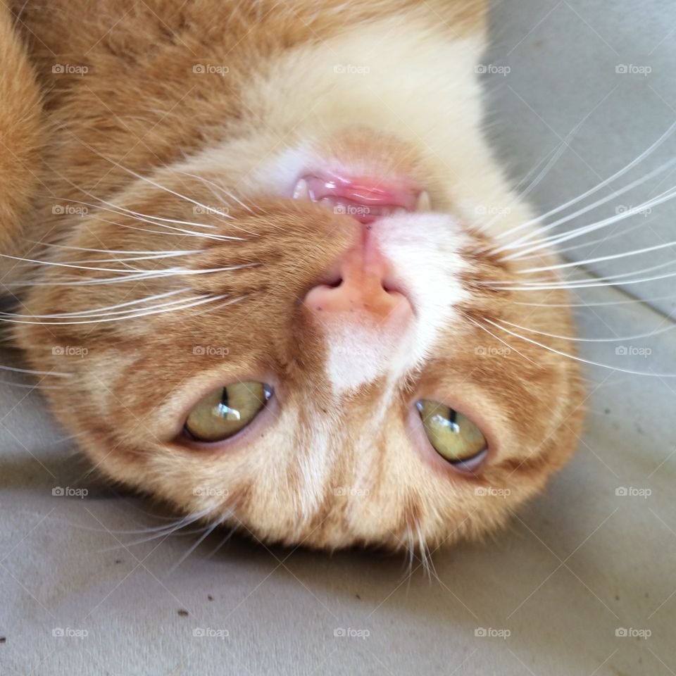 Silly orange cat closeup 