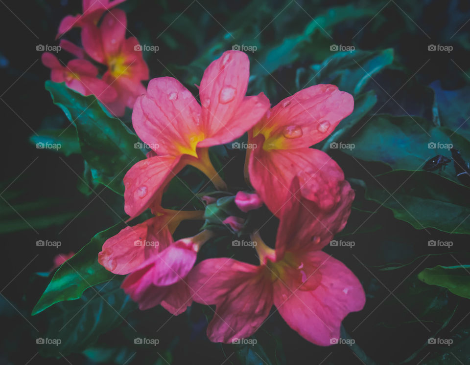 Crossandra infundibuliformis, the firecracker flower, is a species of flowering plant in the family Acanthaceae, native to southern India and Sri Lanka. It is most often found in south Indian region Malenadu